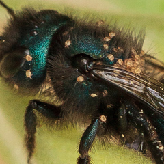 Chaetodactylus claudus