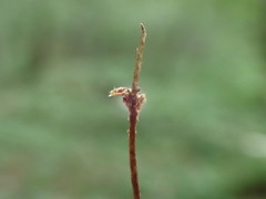 Semudobia skuhravae
