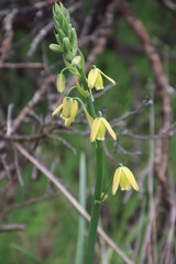 Albuca flaccida