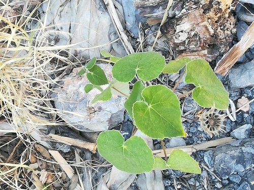 Whiteleaf Indian mallow (Abutilon hypoleucum)