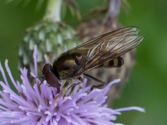 Platycheirus peltatus