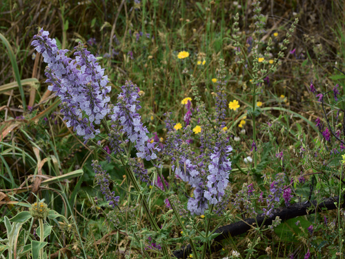 Southern Meadow Sage (Salvia virgata)