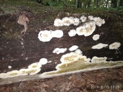 Coniophoraceae
