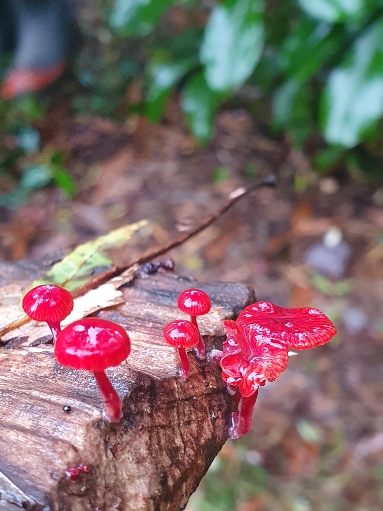 Cruentomycena viscidocruenta · April 2025 · photo: © corli (iNaturalist, cc-by)