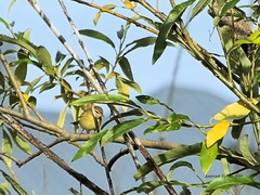 Phylloscopus trochilus