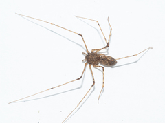 Scytodes longipes