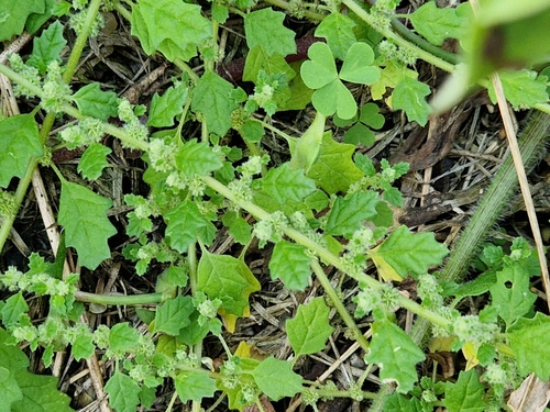 Dysphania carinata