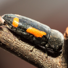 Ptosima laeta