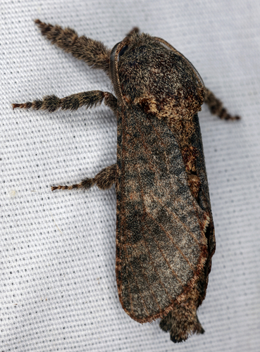 Arbela Carpenterworm Moth photo 2