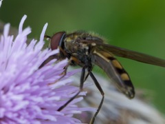 Platycheirus peltatus