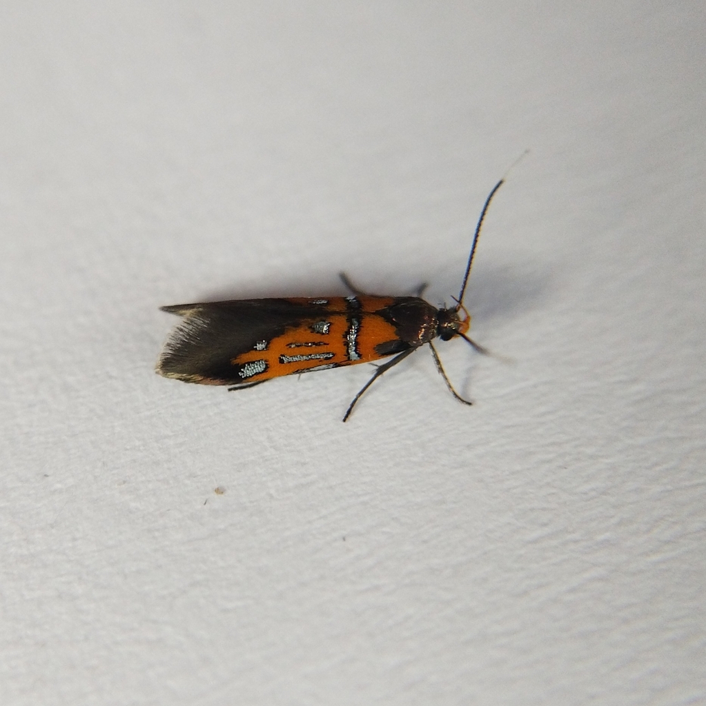 Oak-Bark Mulch Moth