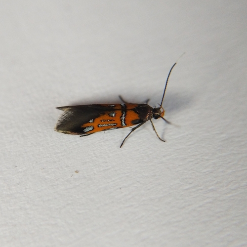 Oak-Bark Mulch Moth