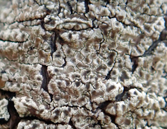 Lecanora kohu