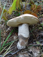 Leccinum duriusculum