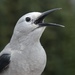Clark's Nutcracker - Photo (c) Bridget Spencer, some rights reserved (CC BY-NC), uploaded by Bridget Spencer