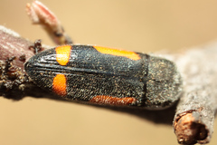 Ptosima laeta