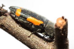 Ptosima laeta