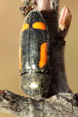 Ptosima laeta