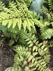 Athyrium otophorum