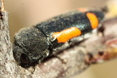 Ptosima laeta