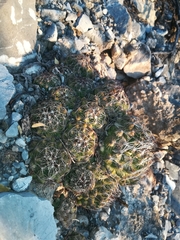 Coryphantha nickelsiae