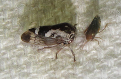 Ophiderma