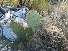 Opuntia dulcis
