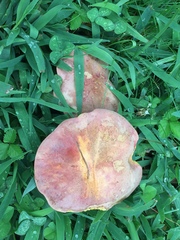 Boletus harrisonii