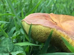 Boletus harrisonii