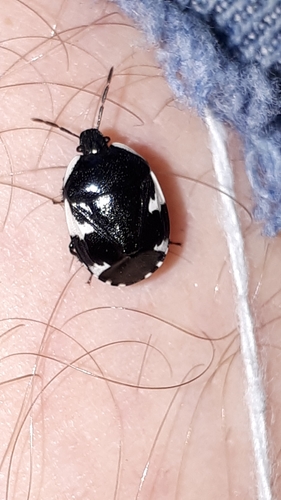 Rambur's pied shieldbug