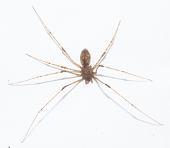 Scytodes longipes