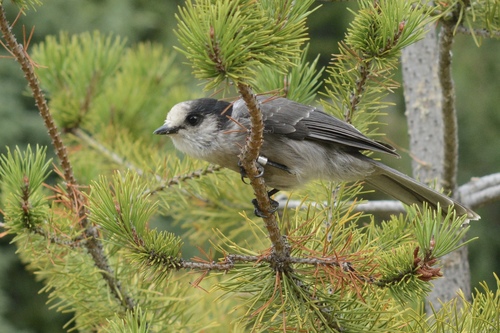 Canada Jay
