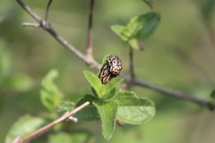 Calligrapha thermalis