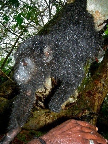 Alouatta pigra