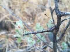 Ascaloptynx appendiculata