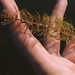 Siberian Water-Milfoil - Photo (c) Alexey P. Seregin, some rights reserved (CC BY-NC), uploaded by Alexey P. Seregin