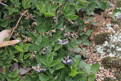 Dolichos decumbens