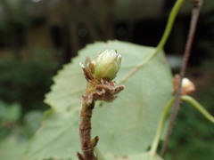 Acalitus calycophthirus