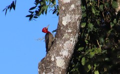 Campephilus robustus