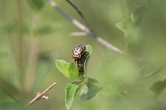 Calligrapha thermalis