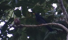 Turdus flavipes