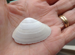 Simomactra planulata