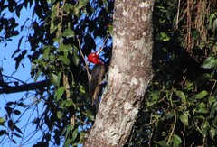 Campephilus robustus