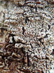 Lecanora kohu