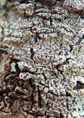 Lecanora kohu