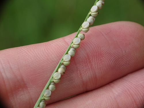 Paspalum setaceum iNat (2)