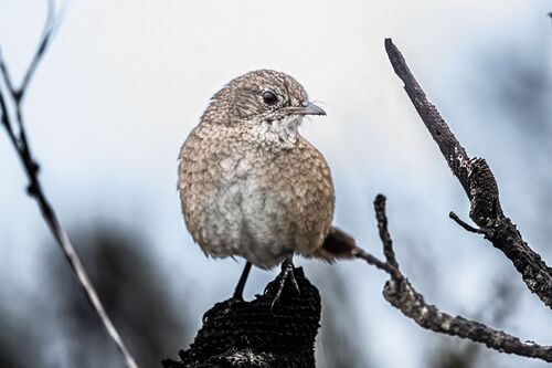 Western Bristlebird (Dasyornis longirostris)