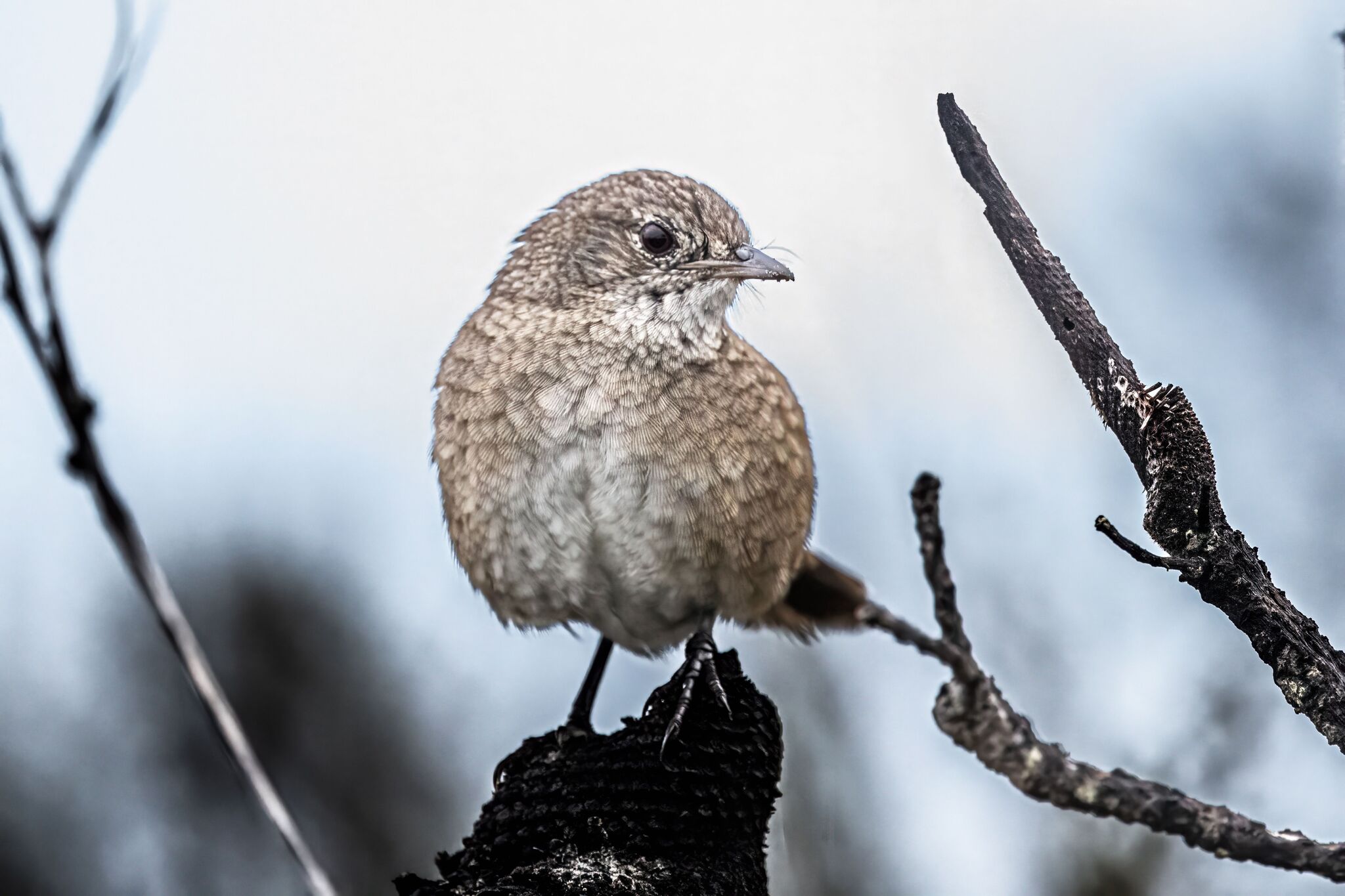 Western Bristlebird (Dasyornis longirostris), photo 1