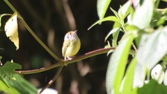 Myiornis auricularis