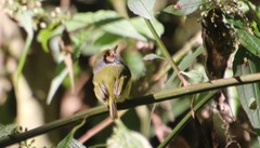 Myiornis auricularis